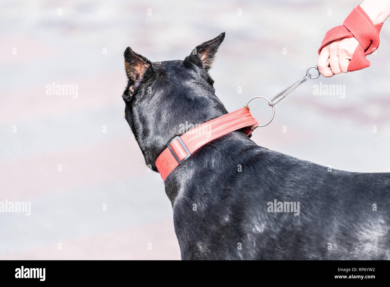 Back of one black doberman dog with hand on leash closeup ears on street in Lviv, Ukraine and bokeh background Stock Photo