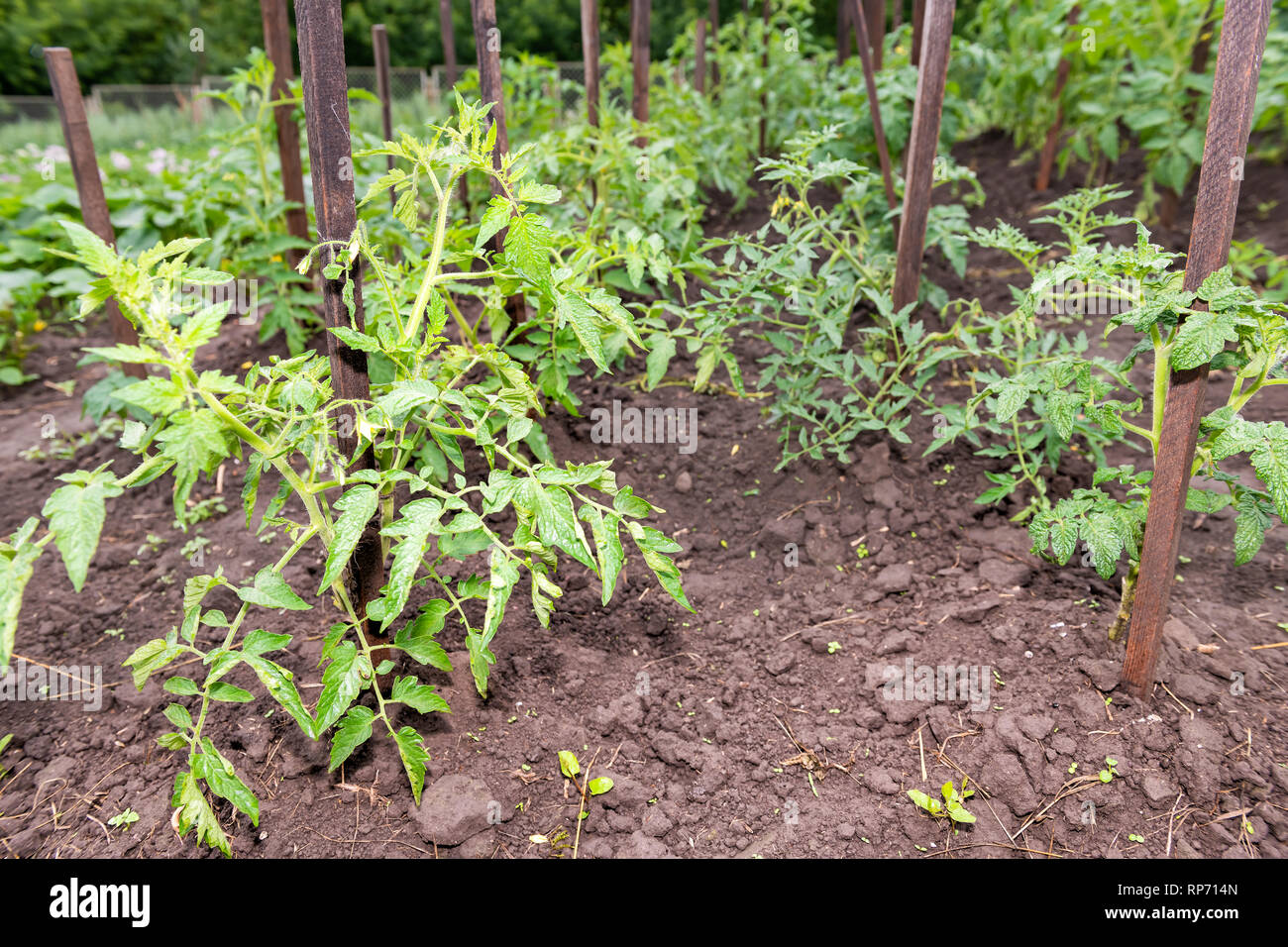 Closeup of rows of many green tomato plants hanging growing on plant
