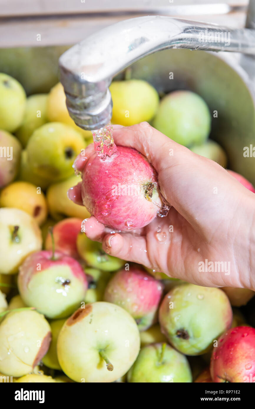 Many green yellow or pink lady apples or sink with vertical closeup of