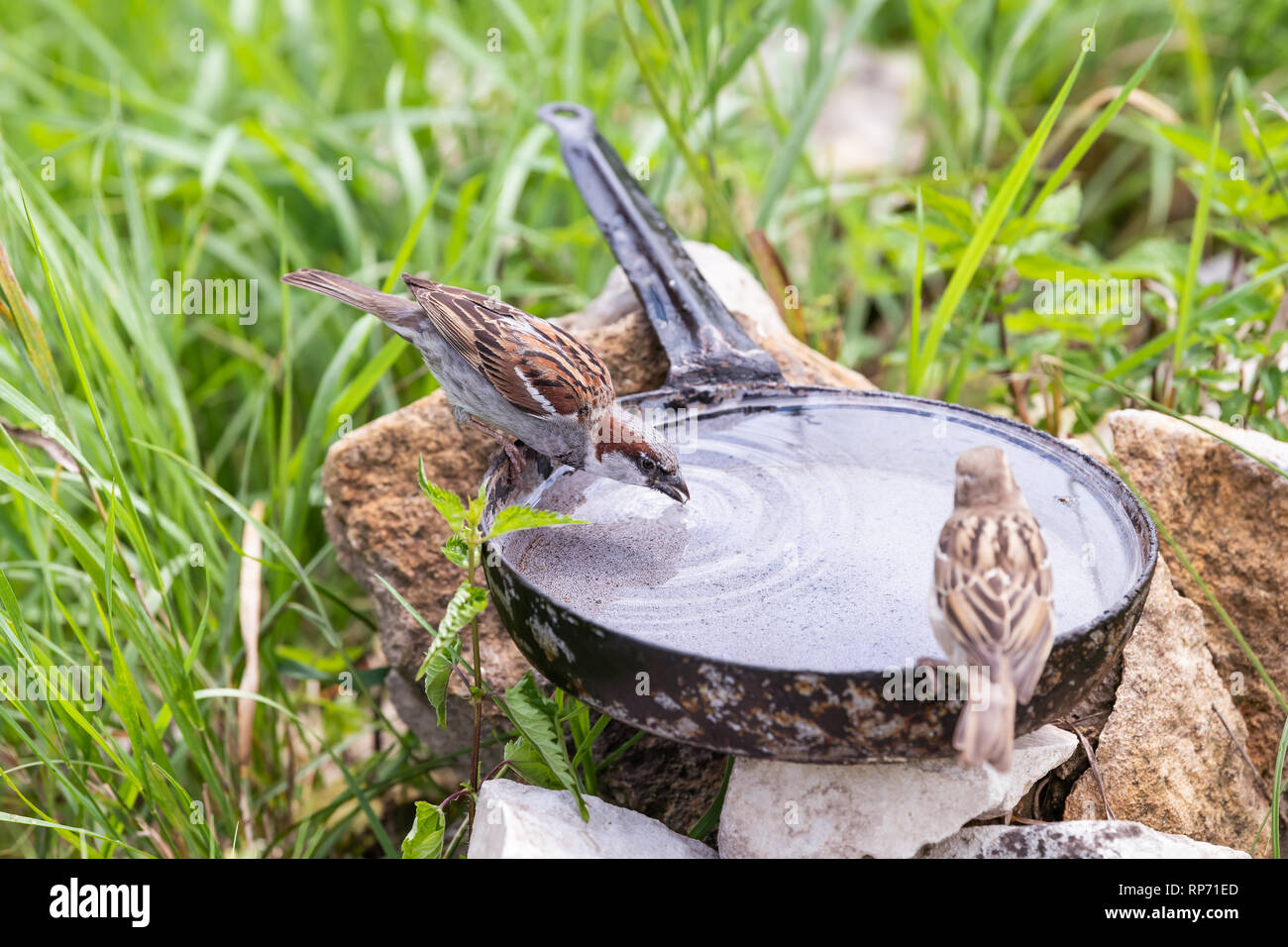 Birds drinking water hires stock photography and images Alamy