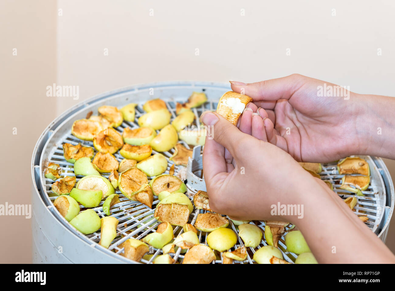 https://c8.alamy.com/comp/RP71GP/woman-hands-checking-for-dryness-in-dehydrator-green-yellow-golden-delicious-dry-dehydrated-homemade-pieces-apple-fruit-slices-on-circular-tray-RP71GP.jpg
