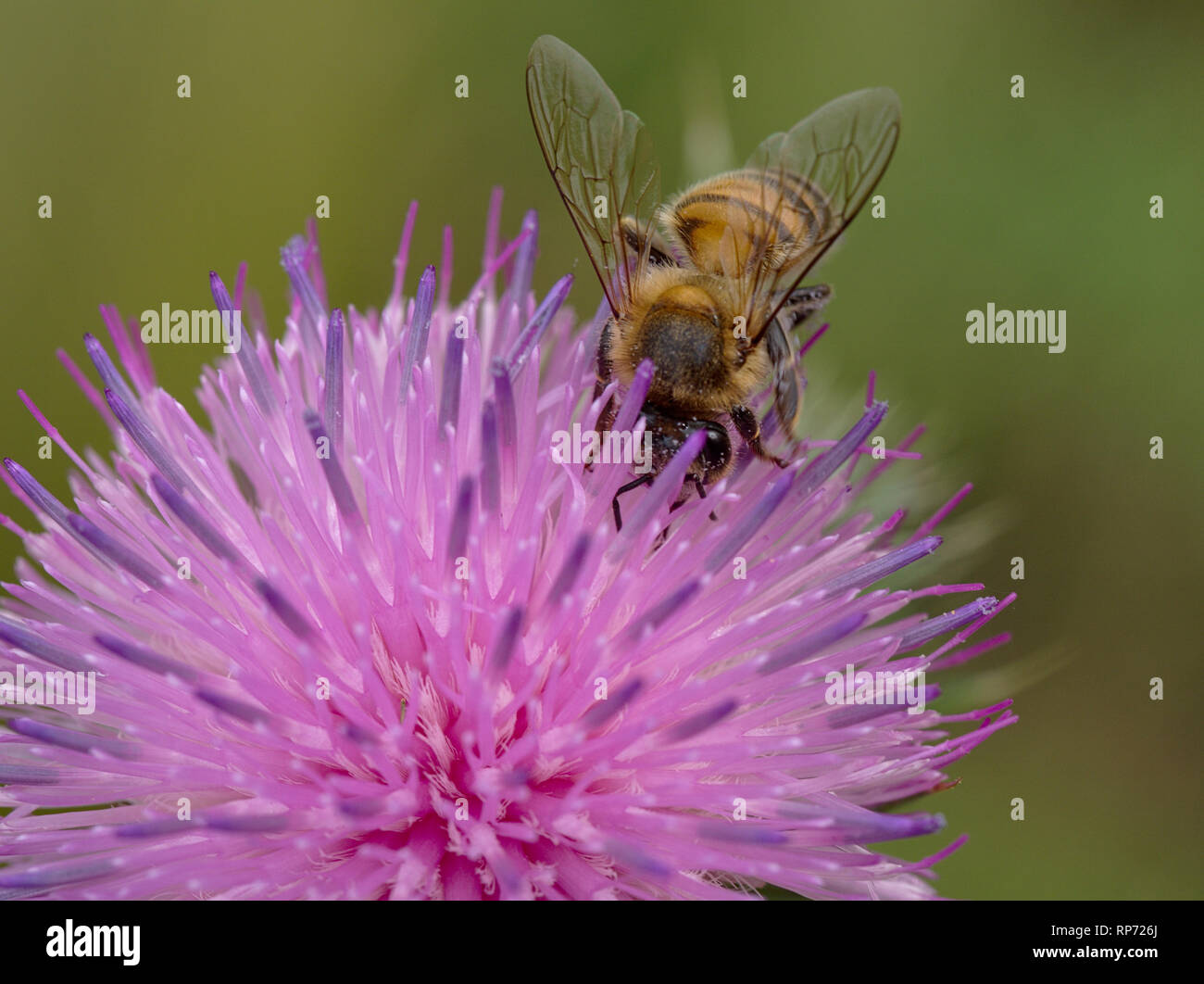 Macro honey bee hi-res stock photography and images - Alamy