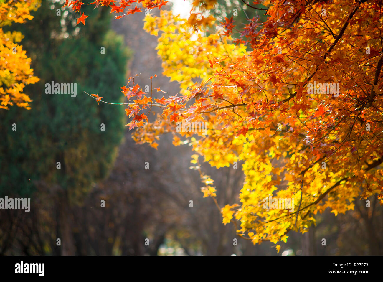 The background of yellow leaves in autumn Stock Photo