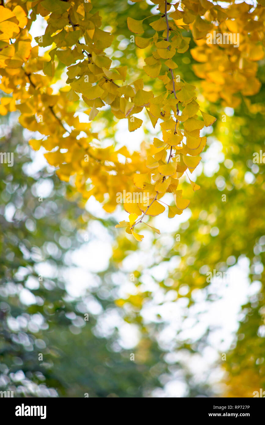 The background of yellow leaves in autumn Stock Photo