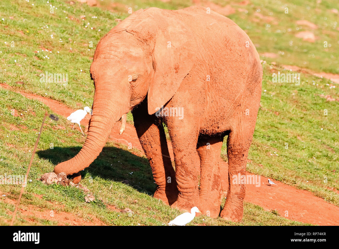 African elephant in cabarceno hi-res stock photography and images - Alamy