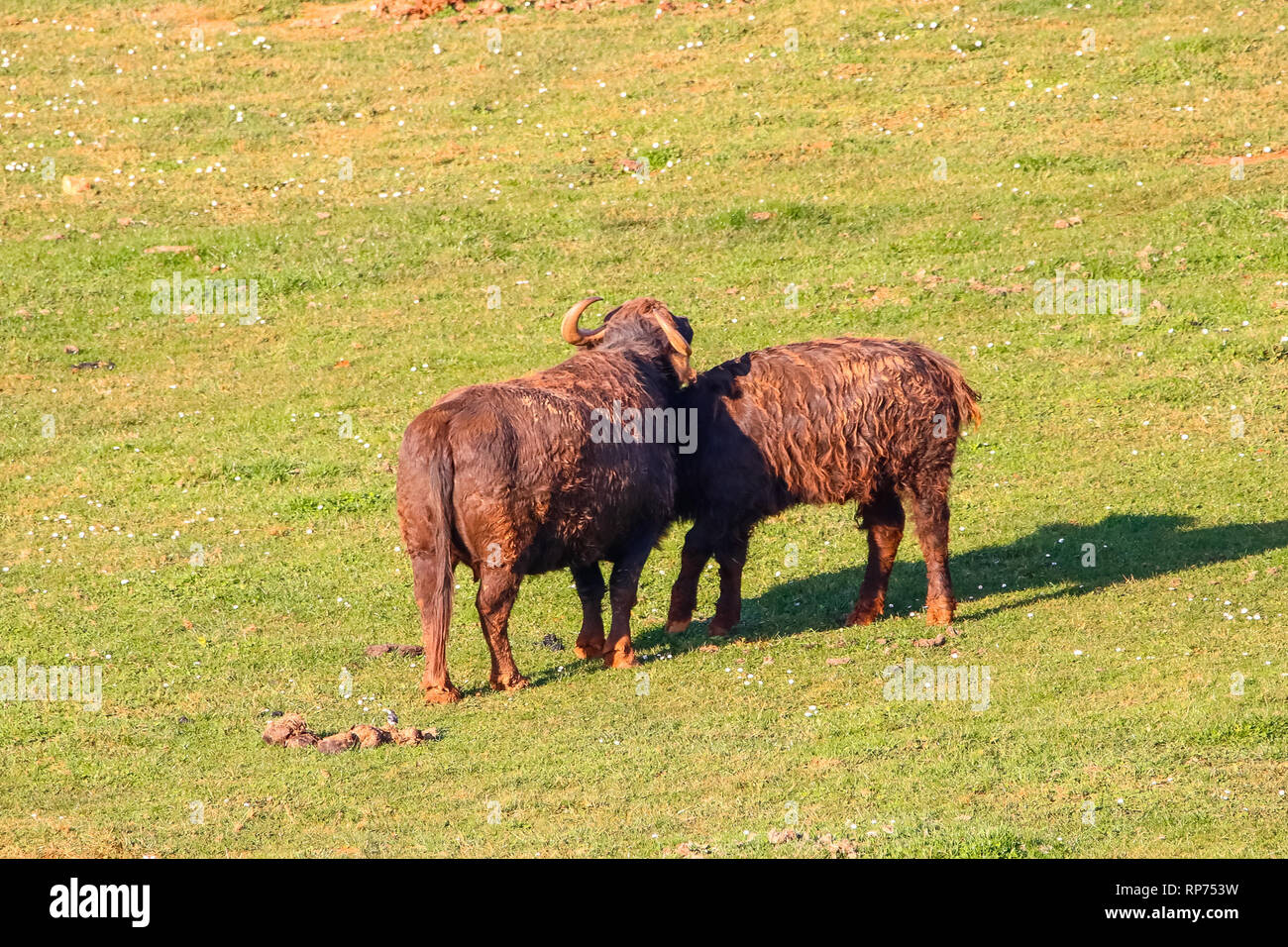 Buffalo in grass field Stock Photo