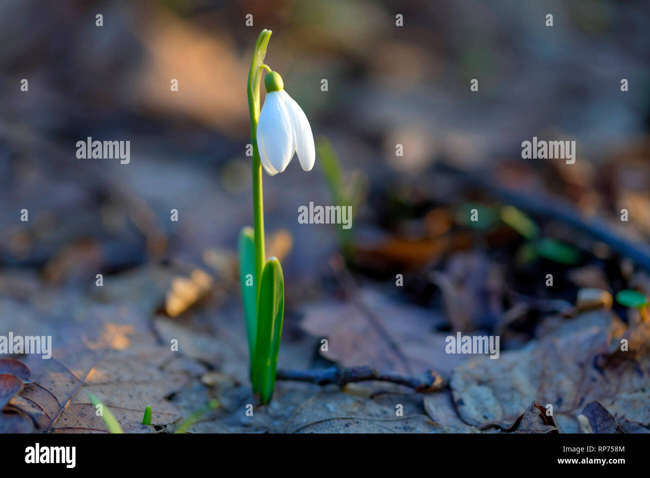 Sunny snowdrop flower growing in the forest. Stock Photo