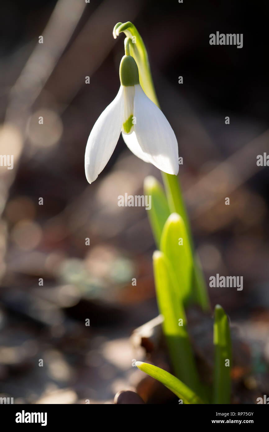 Snowdrop flower growing in the forest. Blurry background. Stock Photo