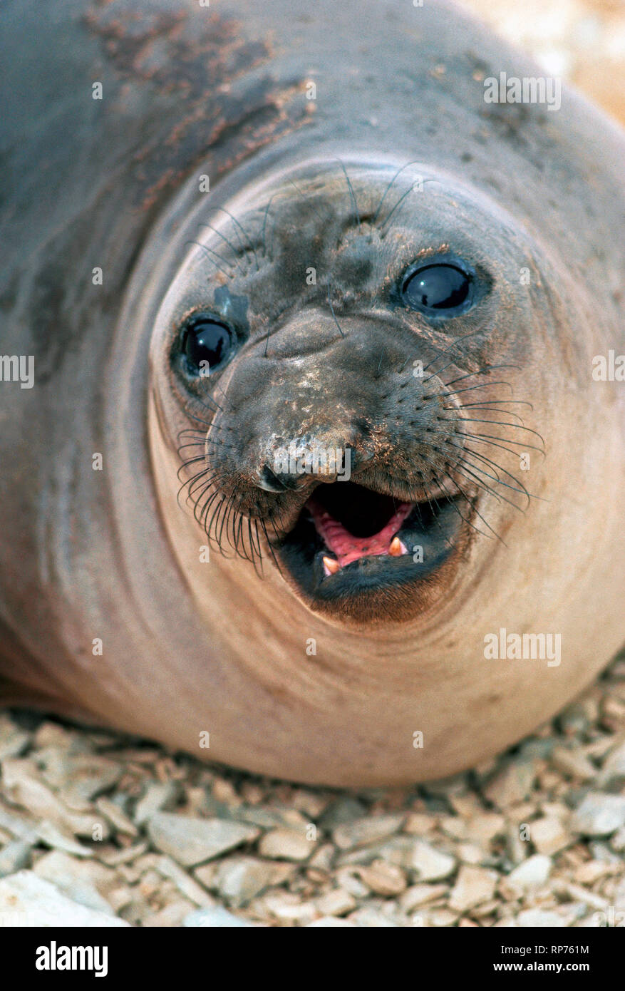 A young northern elephant seal (Mirounga angustirostris) growls at the photographer who interrupted her rest on a stony beach in the San Benito Islands in the Pacific Ocean off the west coast of Baja California in Mexico. Females lack the elongated snout that resembles the trunk of an elephant and gives name to the species. Males (bulls) are easily identified by their prominent proboscis and much larger body that can weigh up to 5,500 pounds (2495 kilograms) and grow to as much as 16 feet (4.8 meters) in length. Stock Photo