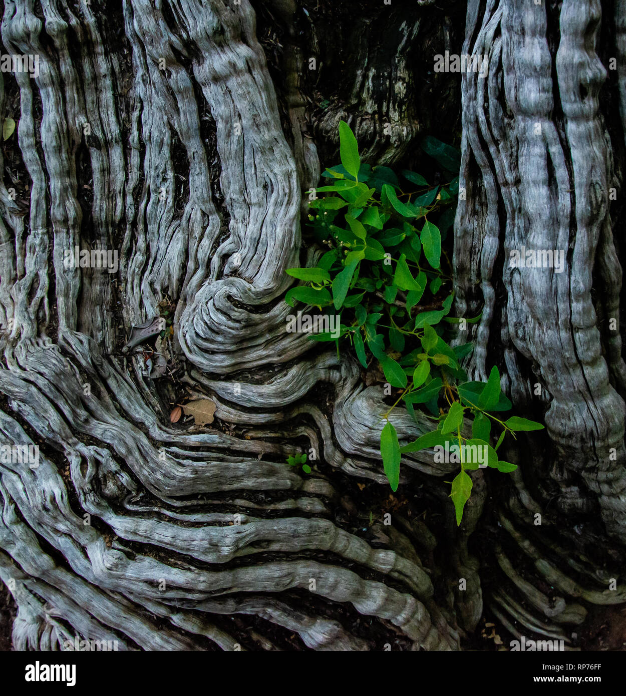 Green plant growing out of tree trunk Stock Photo