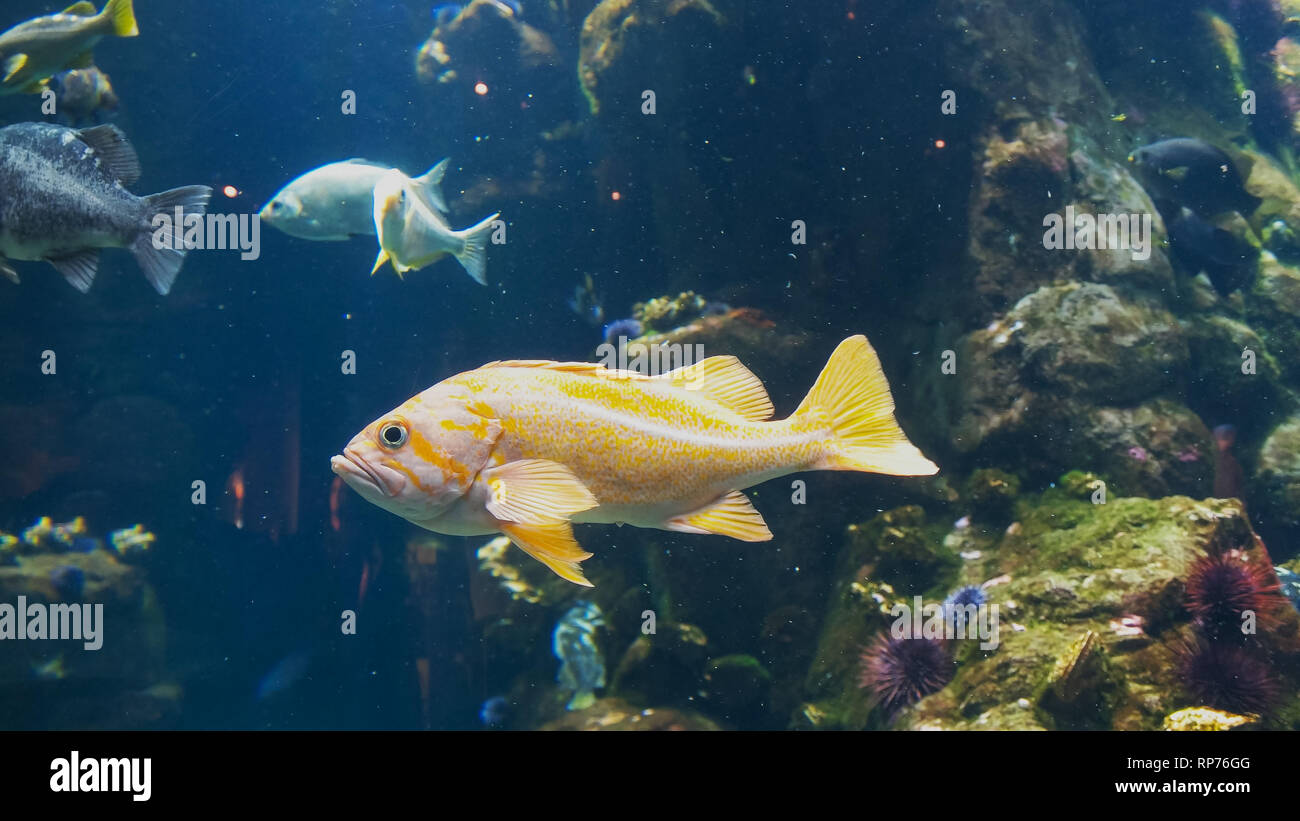 Pacific rockfish hires stock photography and images Alamy