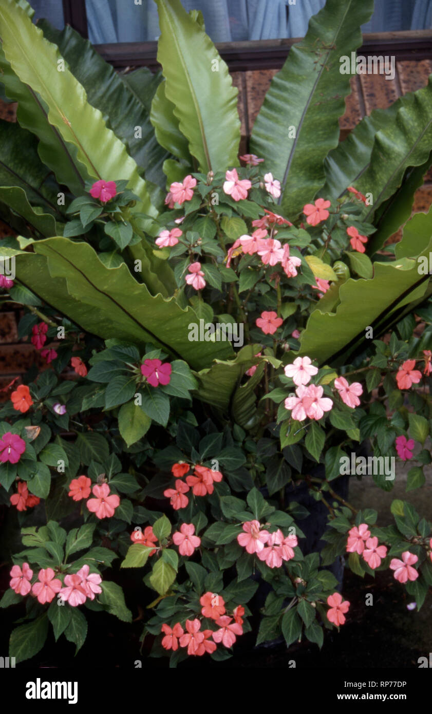 BIRD'S-NEST FERN (ASPLENIUM NIDUS) GROWING IN THE SHADE OF A SUBURBAN GARDEN IN NEW SOUTH WALES, AUSTRALIA. IMPATIENS (BIZZY LIZZIES) GROWING IN AND A Stock Photo