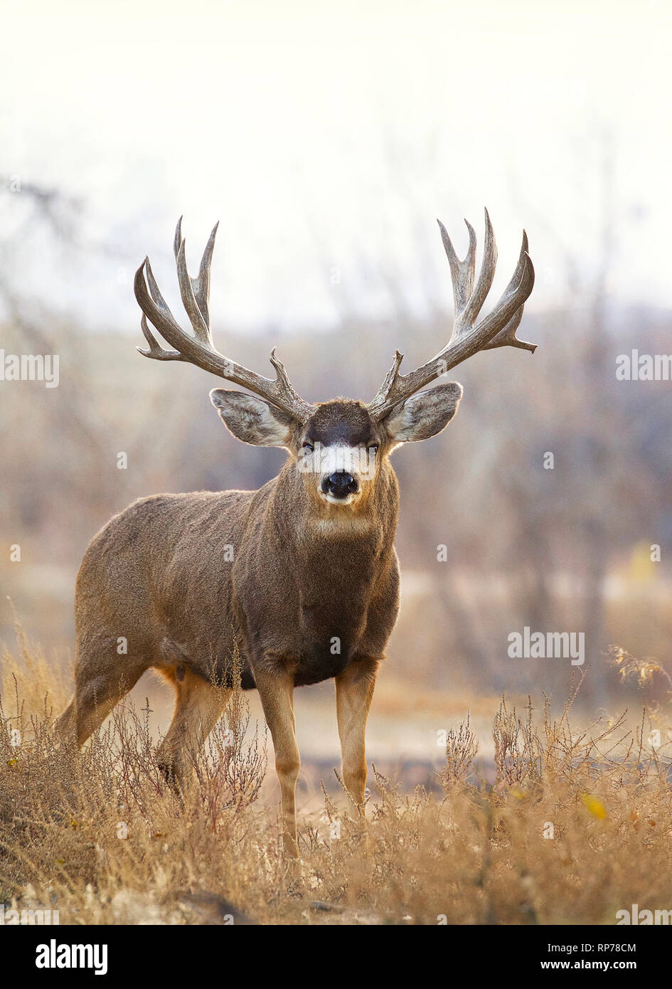 Huge trophy class Mule Deer buck in riparian prairie habitat Stock Photo