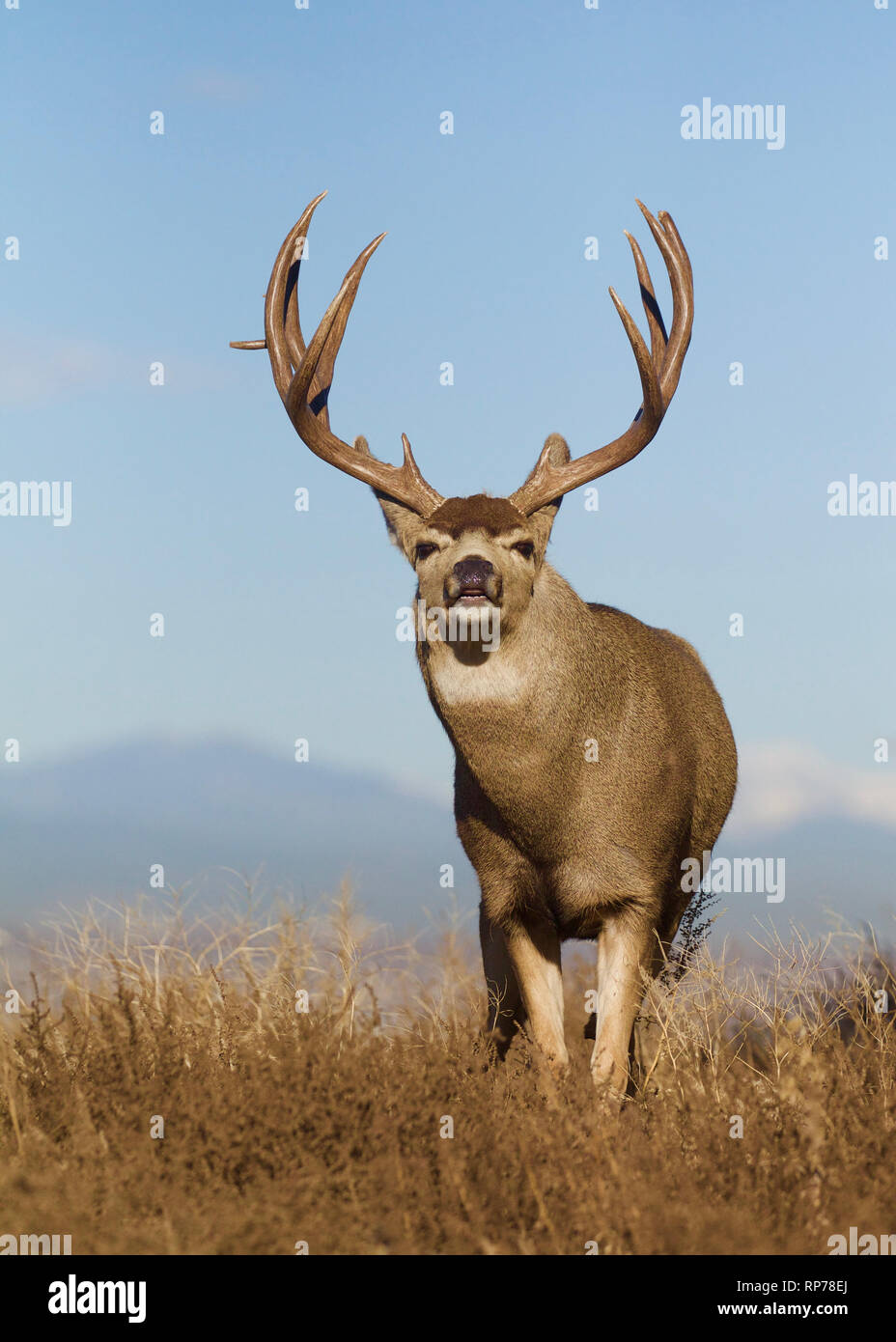 Trophy-class Mule Deer buck in prairie landscape with a clear blue sky and the Rocky Mountains off in the distance Stock Photo
