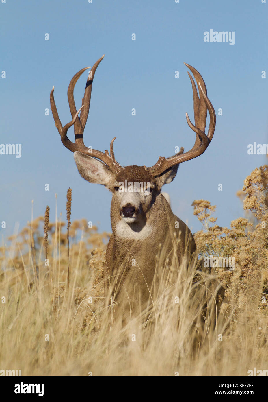 large Mule Deer buck in prairie habitat with a clear blue sky background Stock Photo