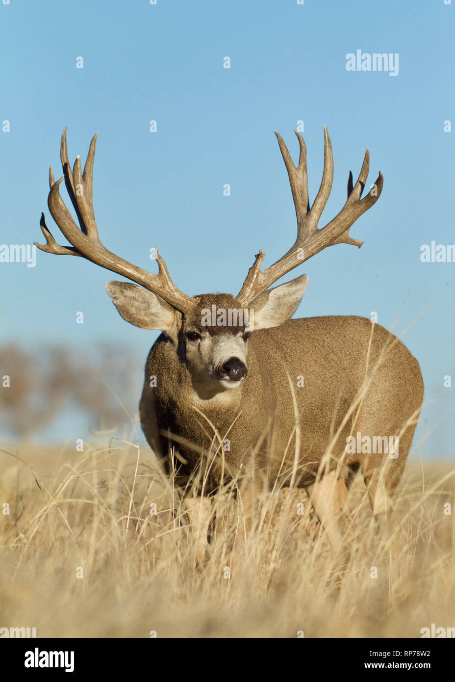 huge Mule Deer buck in prairie habitat with a clear blue sky background  Stock Photo - Alamy