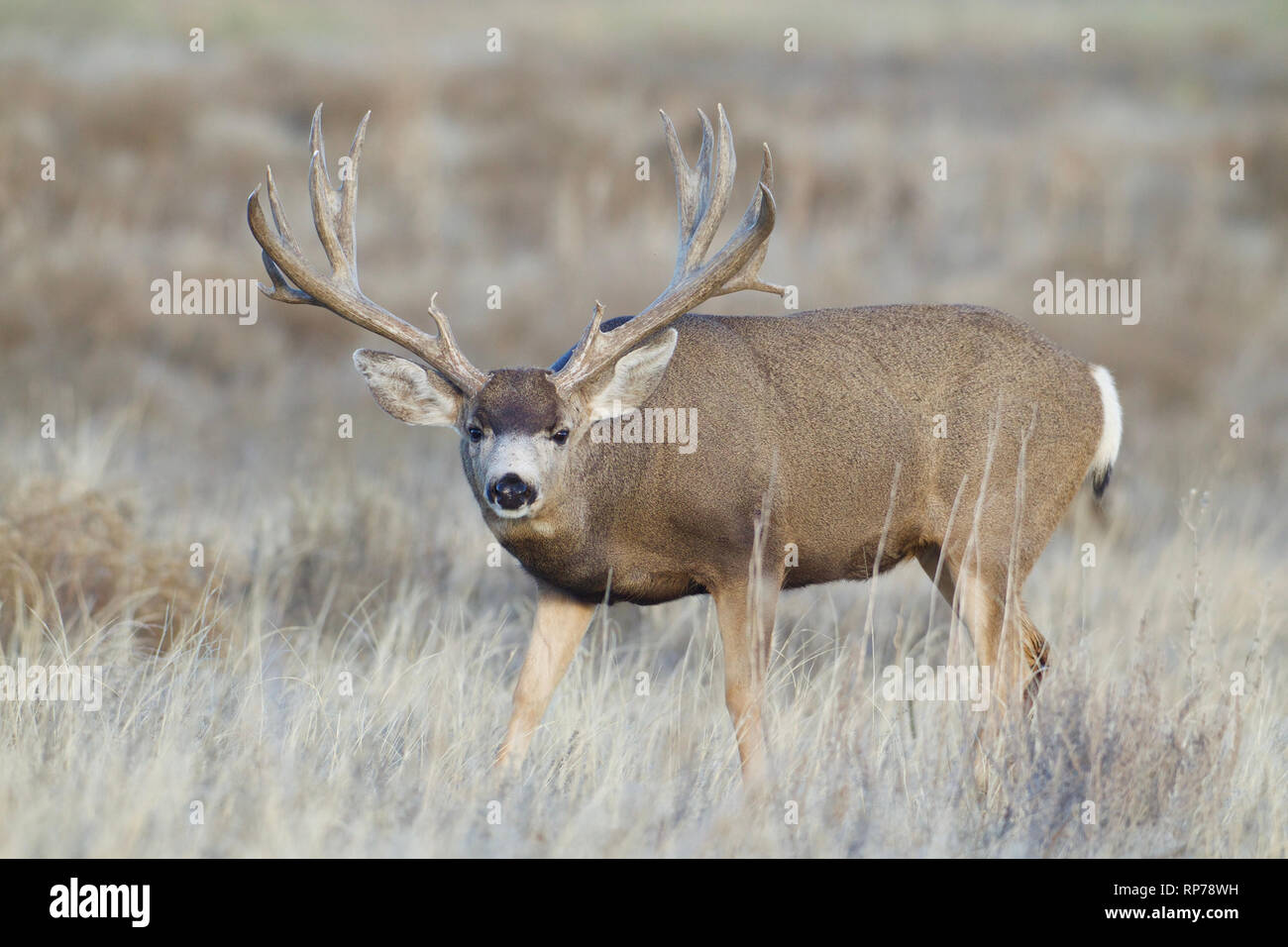 huge trophy-class Mule Deer buck in grassland prairie landscape Stock ...