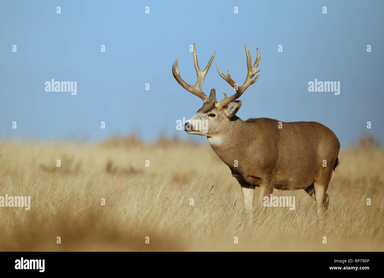 Mule Deer buck in the prairie with a clear blue sky background Stock Photo