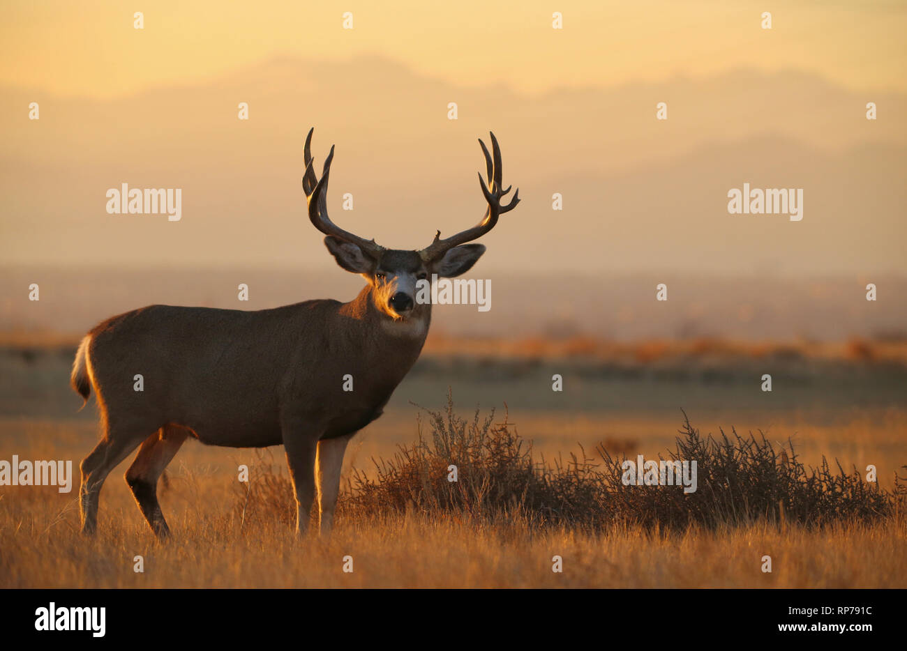 back lit Mule Deer buck in the prairie with the Rocky Mountains in the background Stock Photo