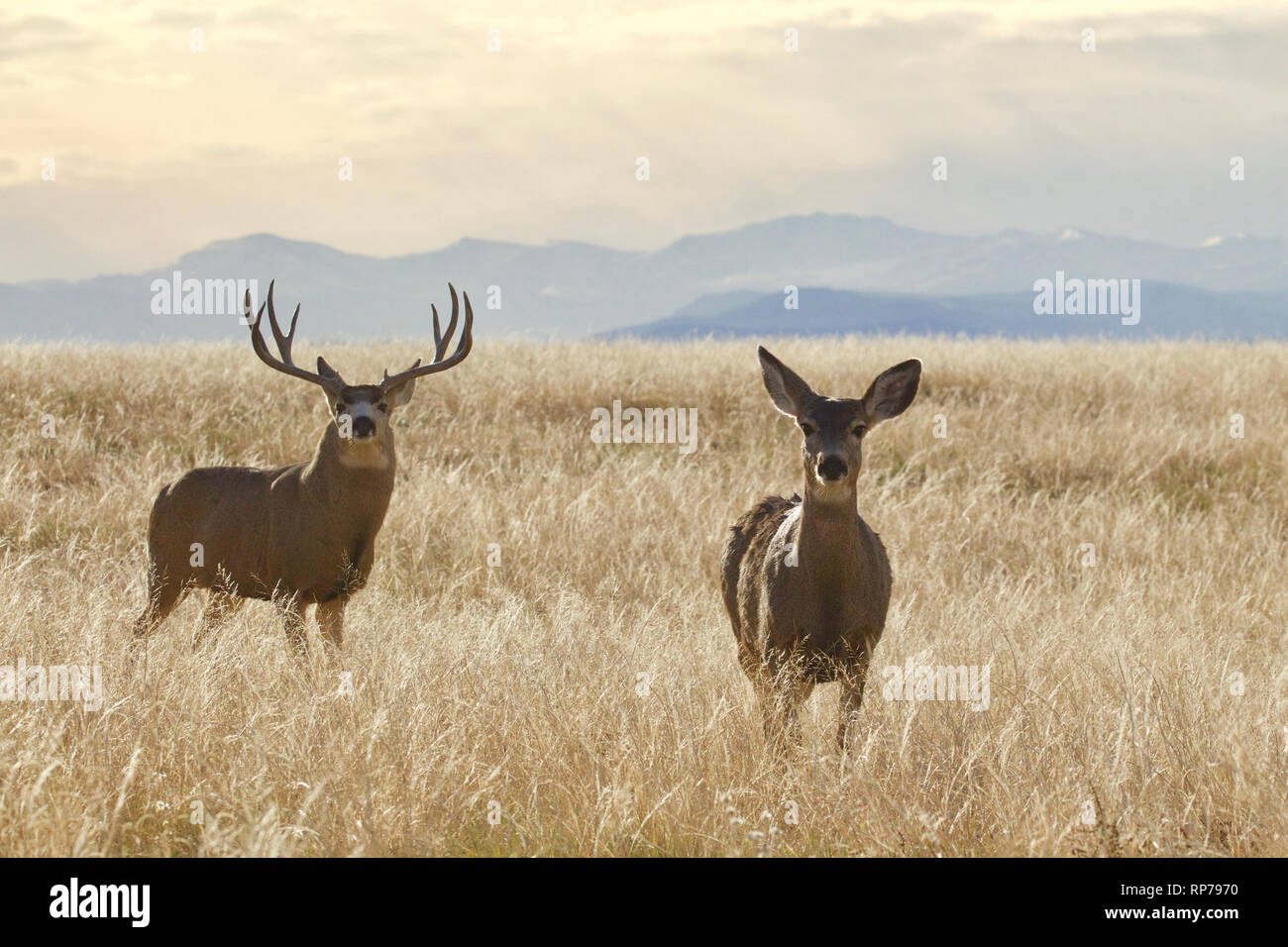 Mule Deer buck and doe in grassland prairie with the Rocky Mountains and a dramatic sky in the background Stock Photo