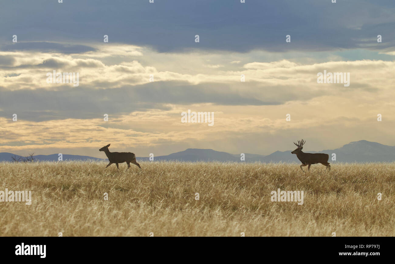 Mule Deer buck and doe in grassland prairie with the Rocky Mountains and a dramatic sky in the background Stock Photo