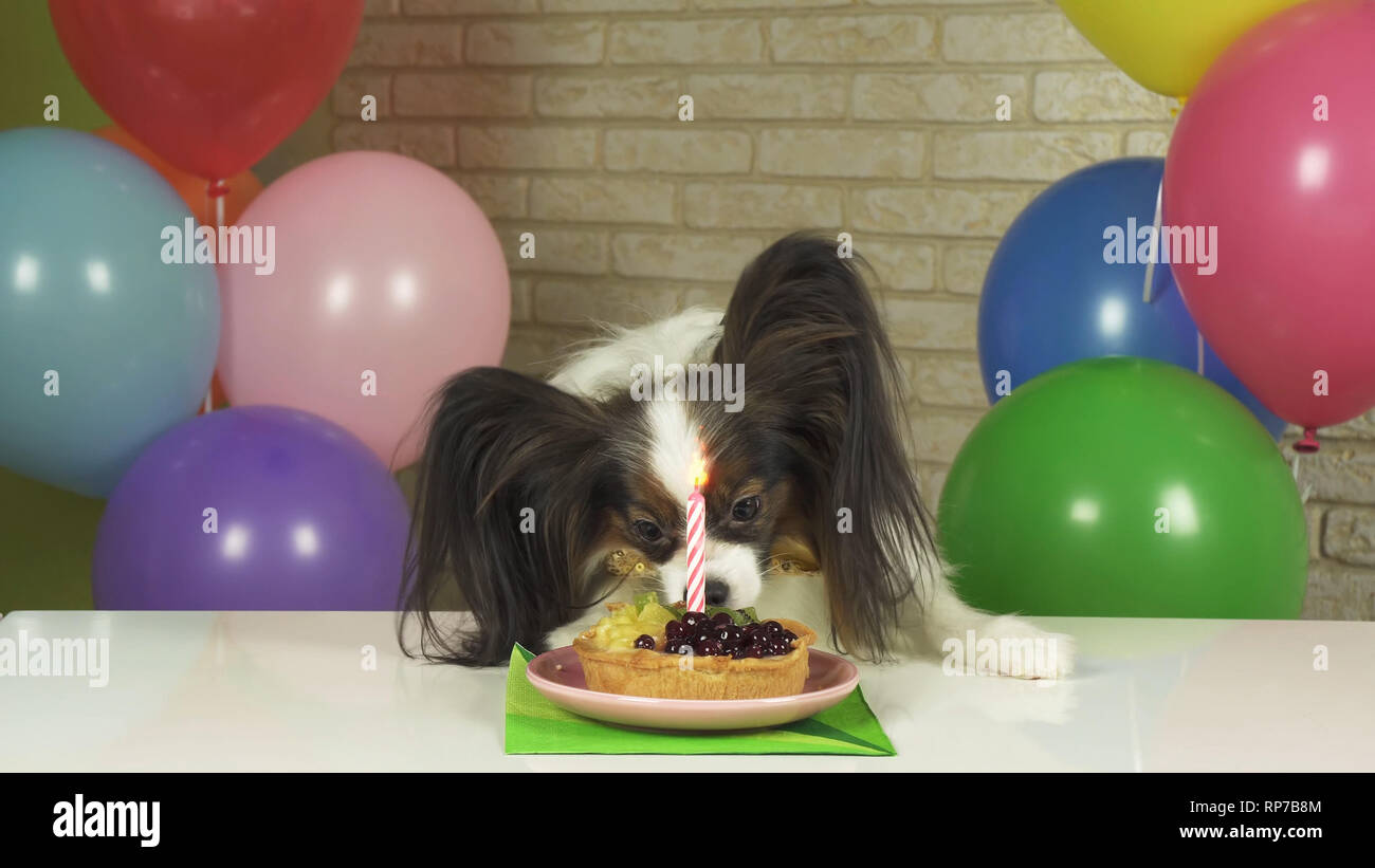 Fancy Dog Papillon eating birthday cake with candle Stock Photo