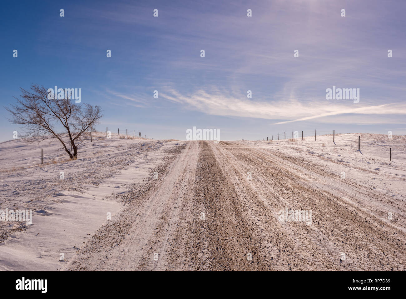 Single tree on the side of a gravel road in the winter on the prairies Stock Photo