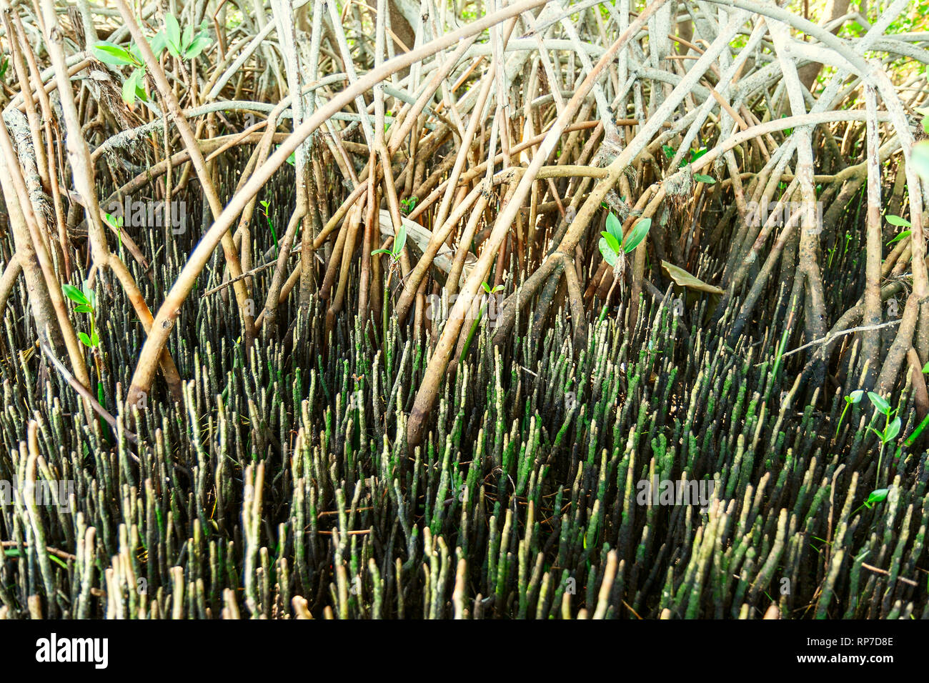Low tide exposes a tangle of red mangrove prop roots and black mangrove