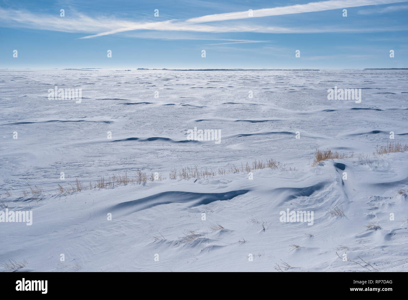 Vast snow covered field in Saskatchewan with grass poking out of snowbank Stock Photo