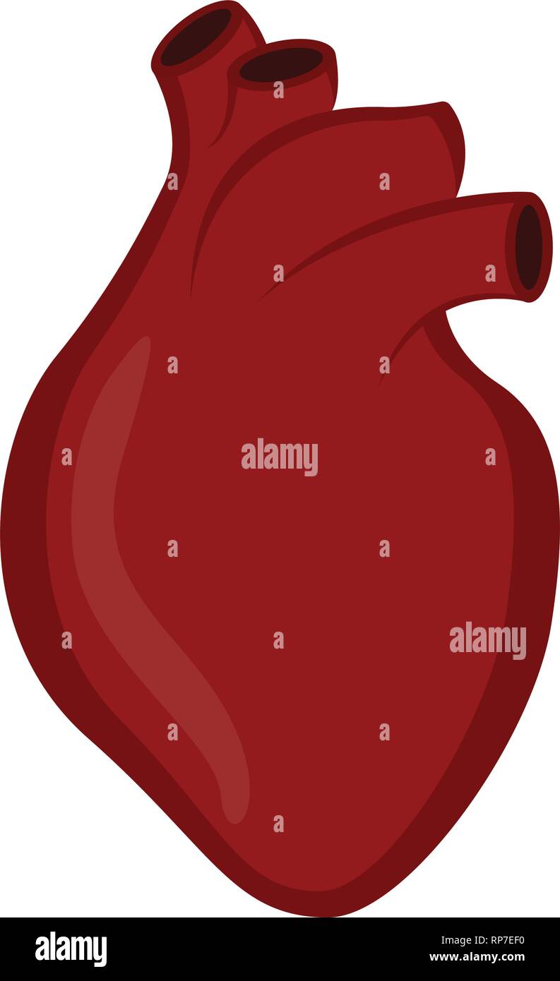 Isolated human heart Stock Vector Image & Art - Alamy