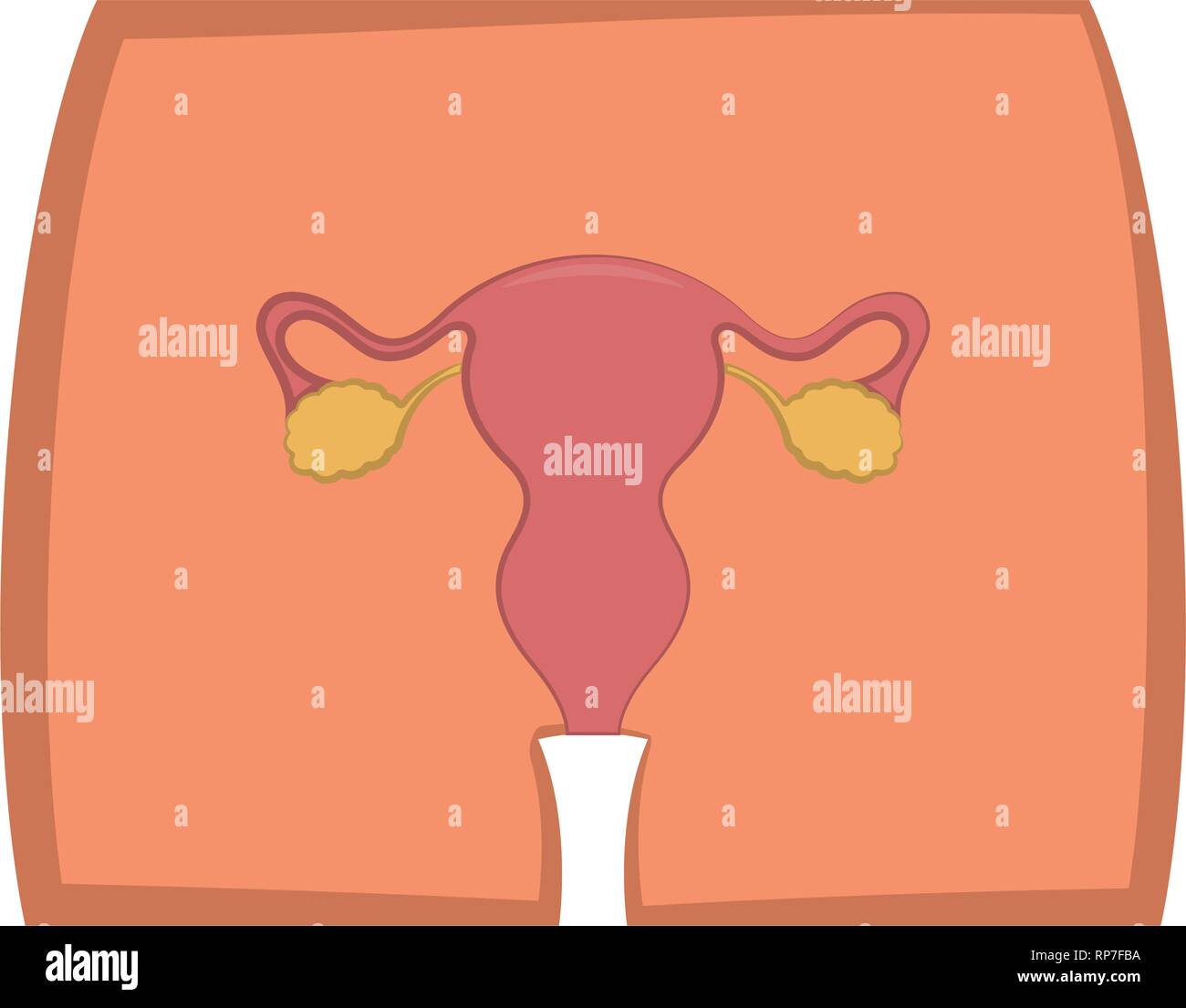 Female Reproductive System In A Body Stock Vector Image And Art Alamy 6327