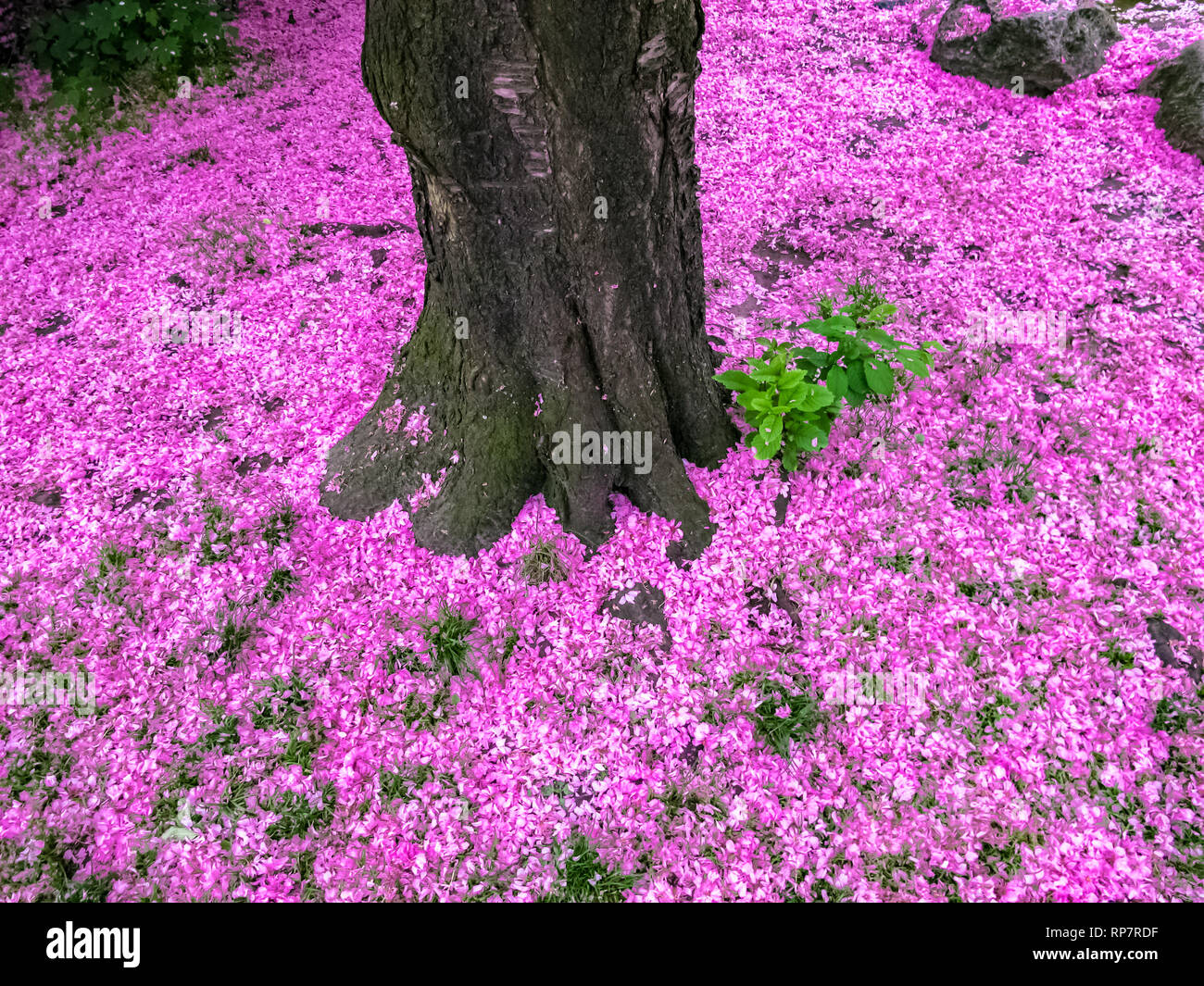 Urbanic Nature Hi res Stock Photography And Images Alamy Urbanic Nature Hi res Stock Photography And Images Alamy