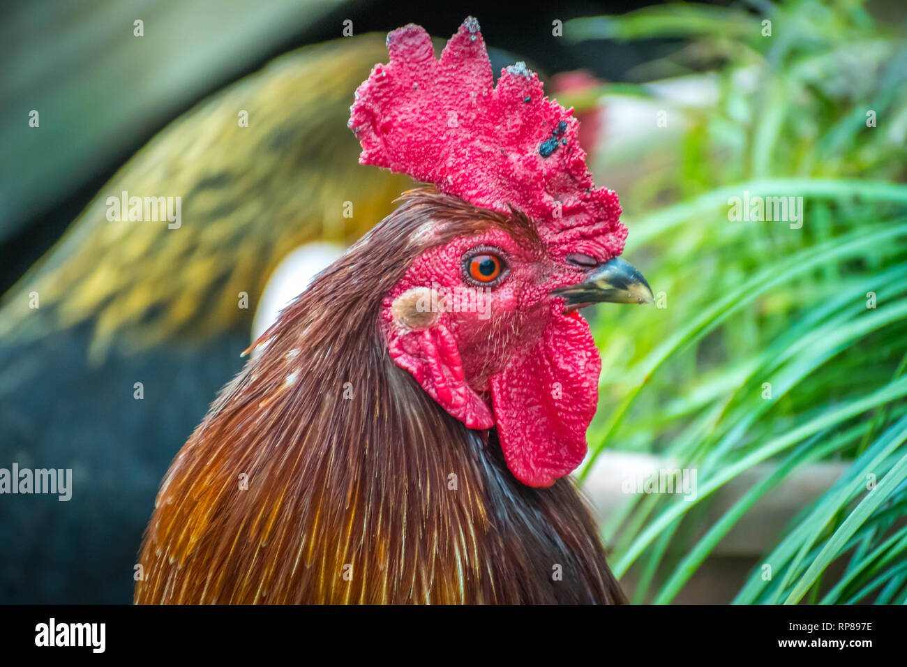 Rhode island red rooster hires stock photography and images Alamy
