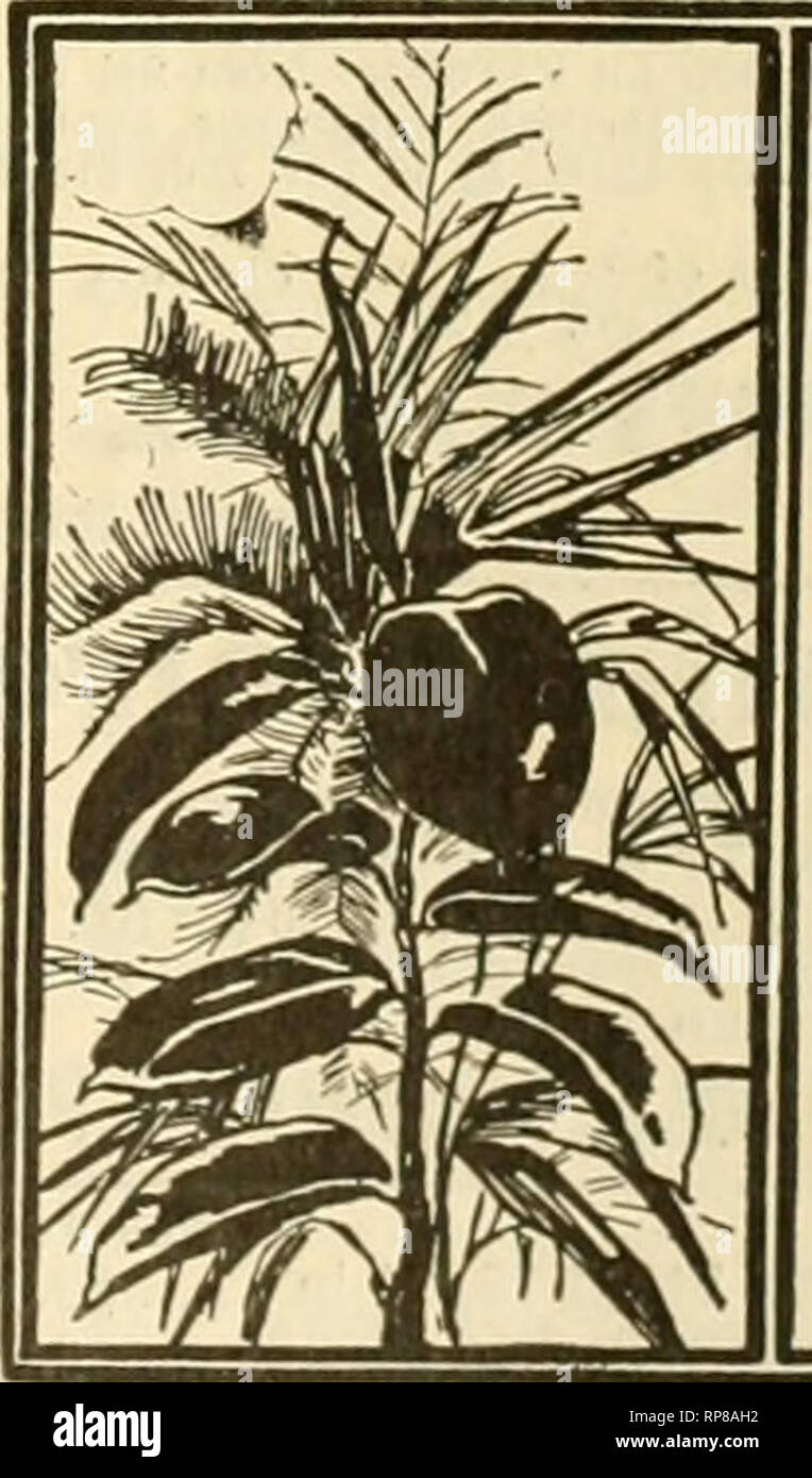 . The American florist : a weekly journal for the trade. Floriculture; Florists. ARECA LUTESCENS. 2-iiich 3-iD.-h 4-iiioh 5 in.h 6-inch 6-incli H-inch lO-inoh pots, H pots, ]&lt;) pots 15 pots, W pots, 24 pots. 28 pots. 30 pots. 42 Doz. to lOin. high. 1 pluut in pot $ ,7.5 to 12 in. hiiih, 2 plants in pot 1,00 to 18 In. hiKh, 3 plants in pot 2.5) .n high, 3 plants in pot 5 uo to 2iUn. h'gh, B toC plants in pot 11.00 to 30 in, high 13.00 ICach to 3.03 fO.OO 7,1.00 Each. ..$1.0(1 6-in&lt;.'h pots 6 leaves, 34 to 28 in. high 1.25 6-inch pots, 6 leaves, 28 to 30 in. bigh 1.50 T-inch pots, 6 to 7 l Stock Photo