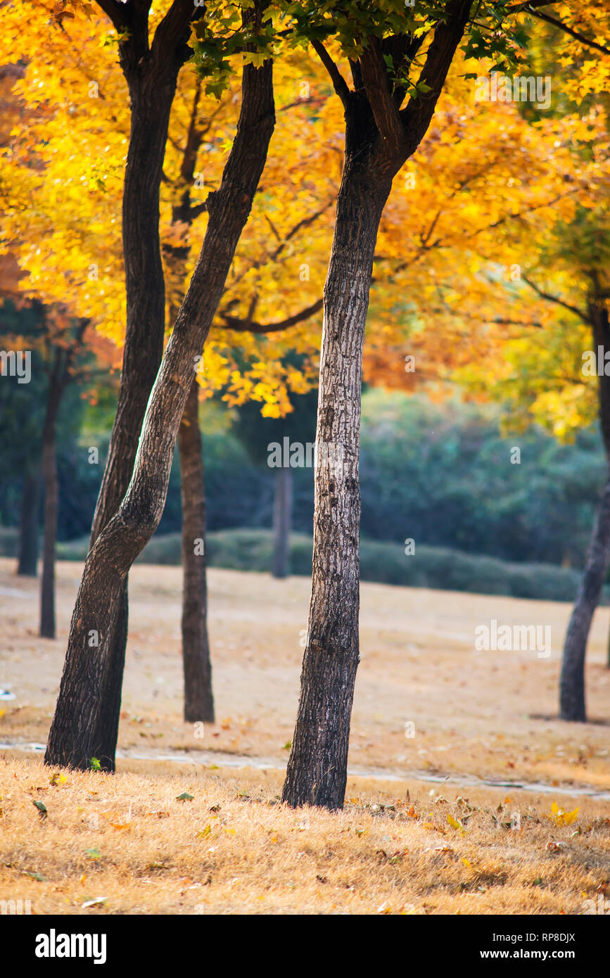 The trees in autumn park Stock Photo - Alamy