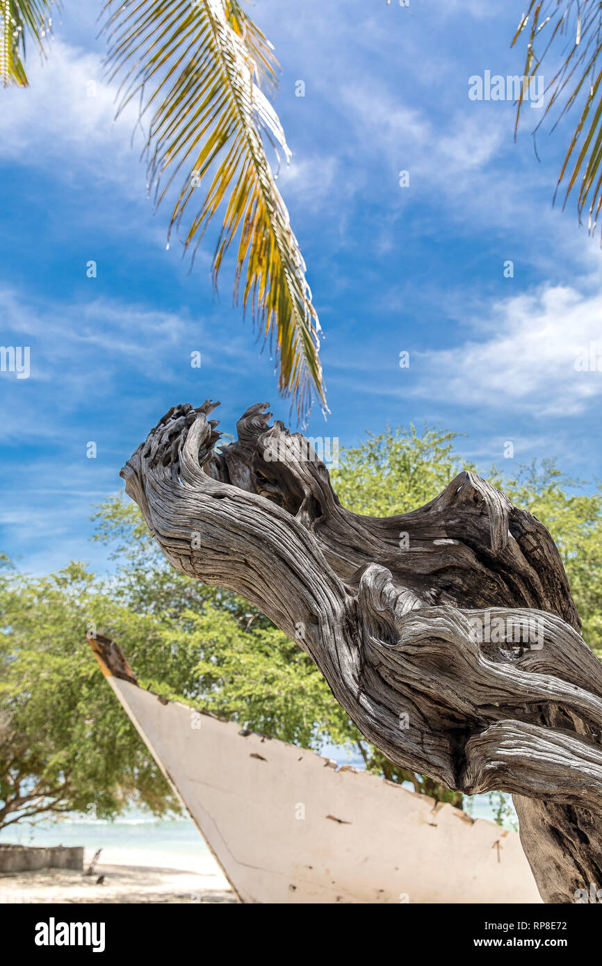 Indonesia, the old white boat on the waterfront on the island of Gili Trawangan and the dragon-like tree. Stock Photo