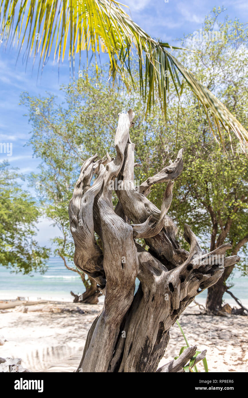 Ocean view and dry tree on the beach of Gili Trawangan, Indonesia. Stock Photo