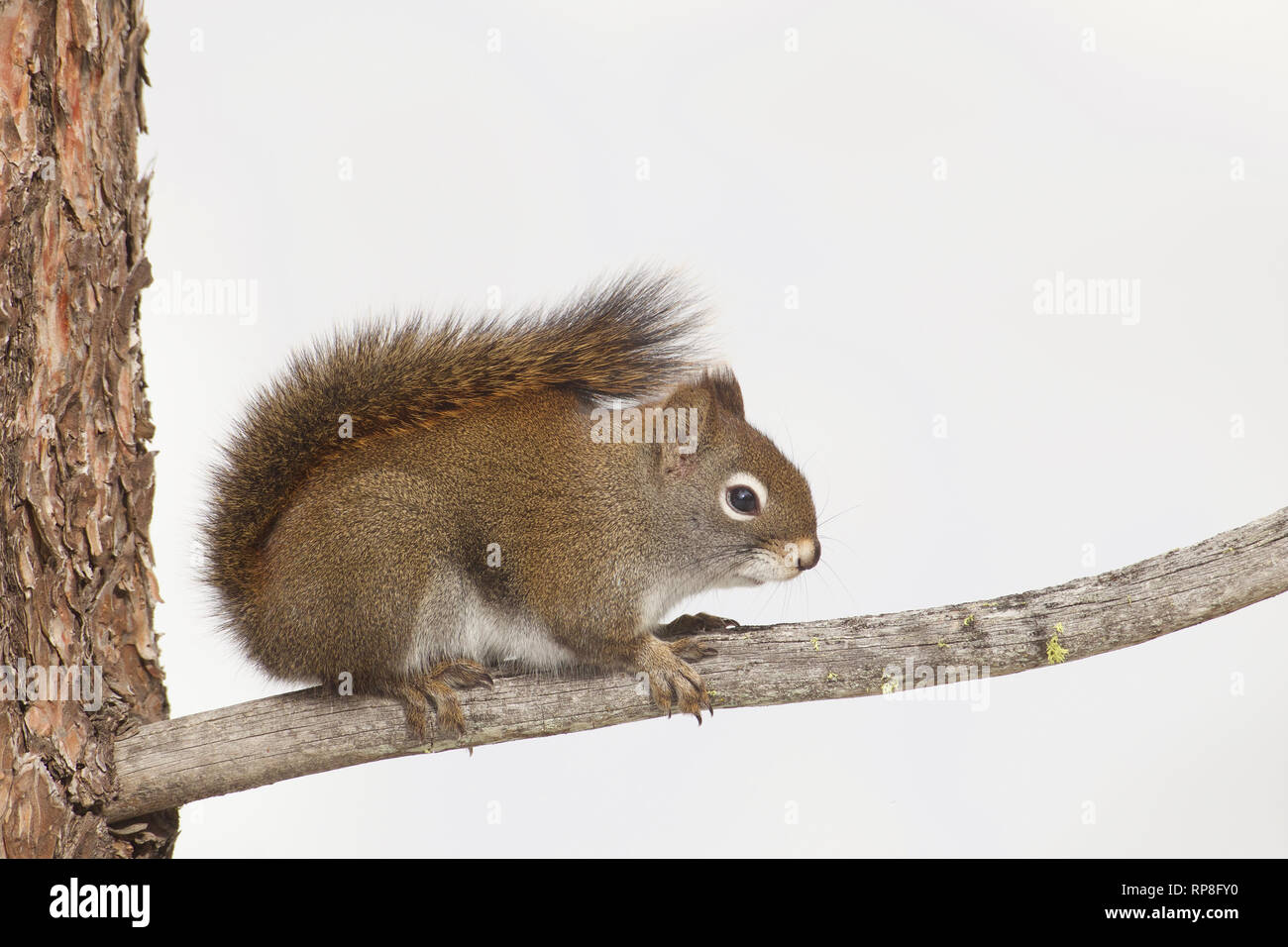 Red Squirrel, a.k.a. Pine Squirrel, on Pine tree branch with tree trunk and isolated white winter background Stock Photo