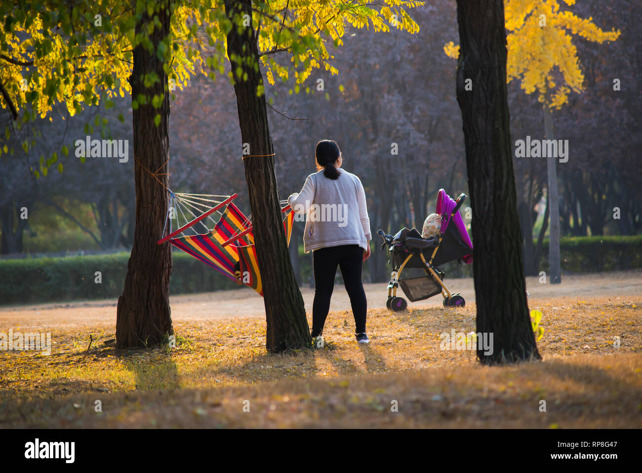 The young mother put the baby in a hammock. Stock Photo