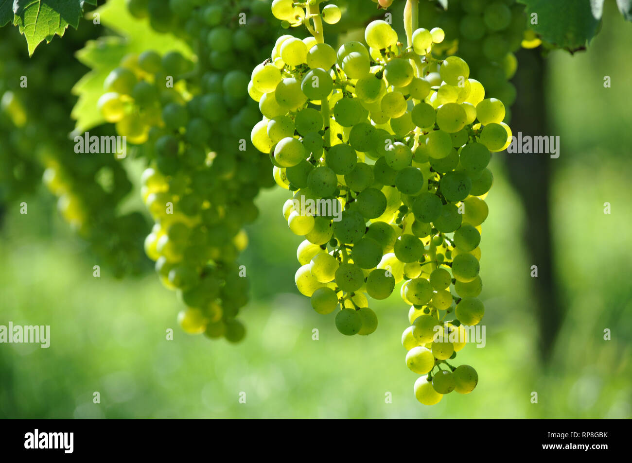 colorful wine grapes in a german vineyard Stock Photo Alamy