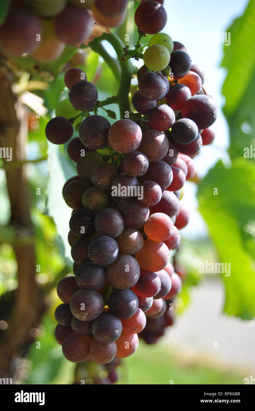 colorful wine grapes in a german vineyard Stock Photo Alamy