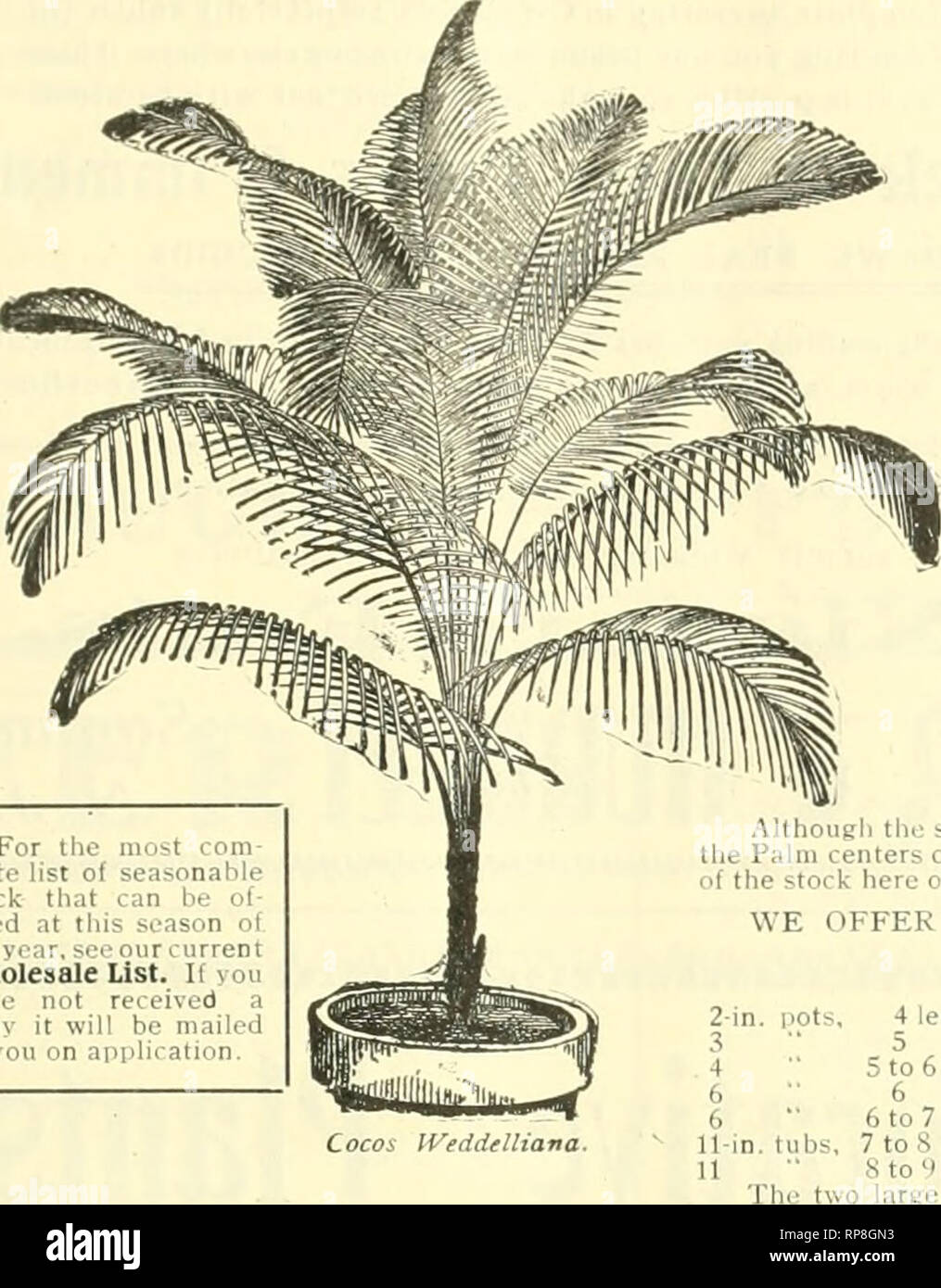 . The American florist : a weekly journal for the trade. Floriculture; Florists. igo8. The American Florist. 141 DreerVjiiiliS Special Offer of Palms Cocos Weddelliana A yraiid lot of plants in 7-in. pots. eleKant, tiraceful specimens 30 inches high, perfect in every w;iy, something entirely ditterent from what vou have boen ottering to your customers in the Decorative line hereto- fore, and a plant which will appeal to everyone Price, $2.50 each: also a smaller size in 5-in. pots. 24 inches hij,'h, at $1.00 each. We are also carryintr in stock an clcuant line of tlie usual sizes for Fern Dish Stock Photo