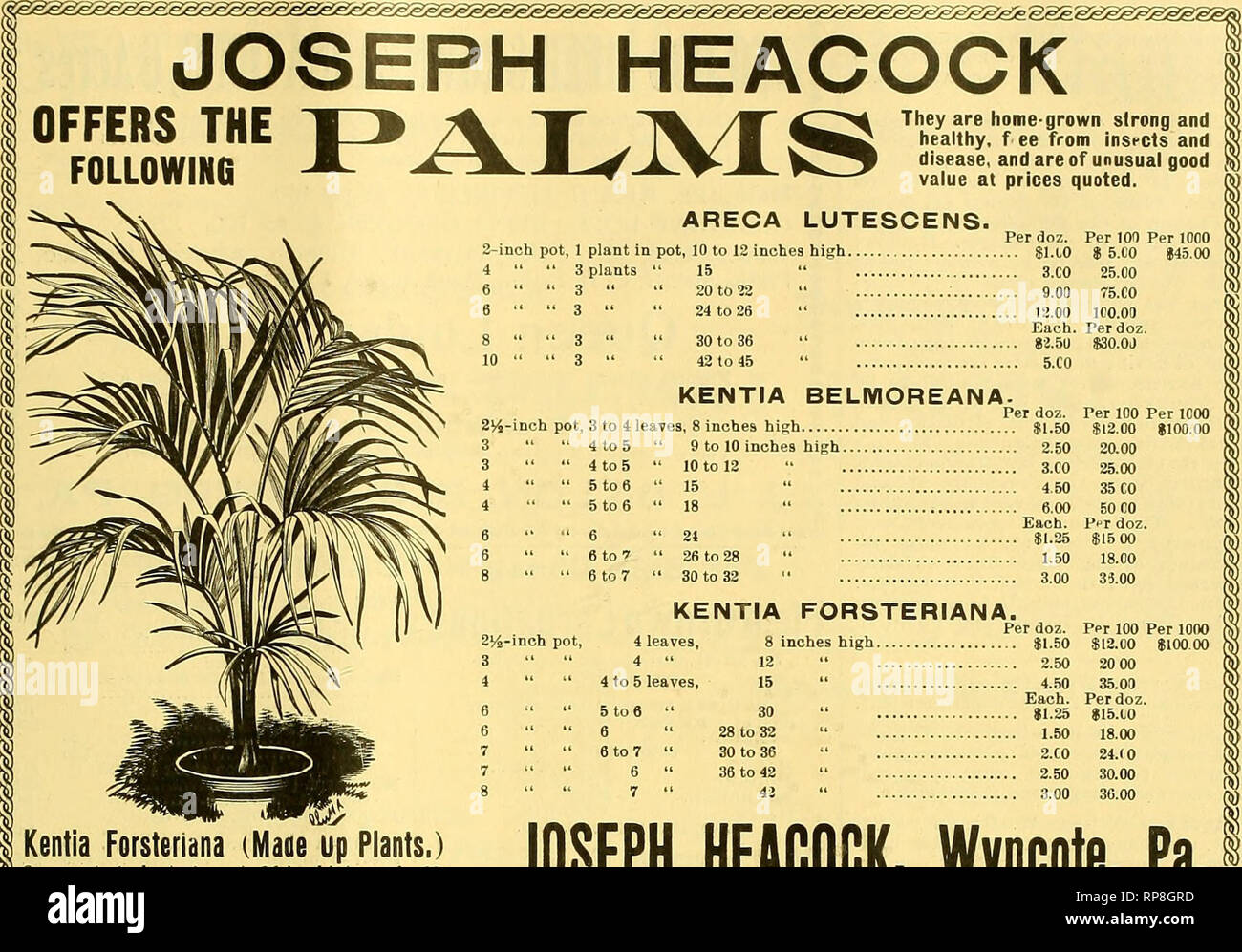 . The American florist : a weekly journal for the trade. Floriculture; Florists. igoi. The American Florist. 241. JOSEPH HEACOCK, Wyncote, Pa. Kentia Forsteriana (Maae up Plants,) 8-111. pot, 4 plants in pot, 36-in. high, eath, $3. FROM FIELD P/EONY ROOTS CARNATIONS Perfect Condition. Perino G. LORD, large size $8.00 G.^LOm' ^ good Size 6.C0 E. CROCKER, AMERICA, CRANE, G. NUGGET, JOOST, ALBhRTlNI, DAYBREAK, VICTOR, good size. $5.00 per 100; t45.00 per 1000. CARDINAL, McGOWAN, SCOTT, J4.C0 per 100; $33.1,0 per luoU. Brown &amp; Canfleld. Springfield, III. Order ^ow for Fall Delivery ' Laree Fie Stock Photo