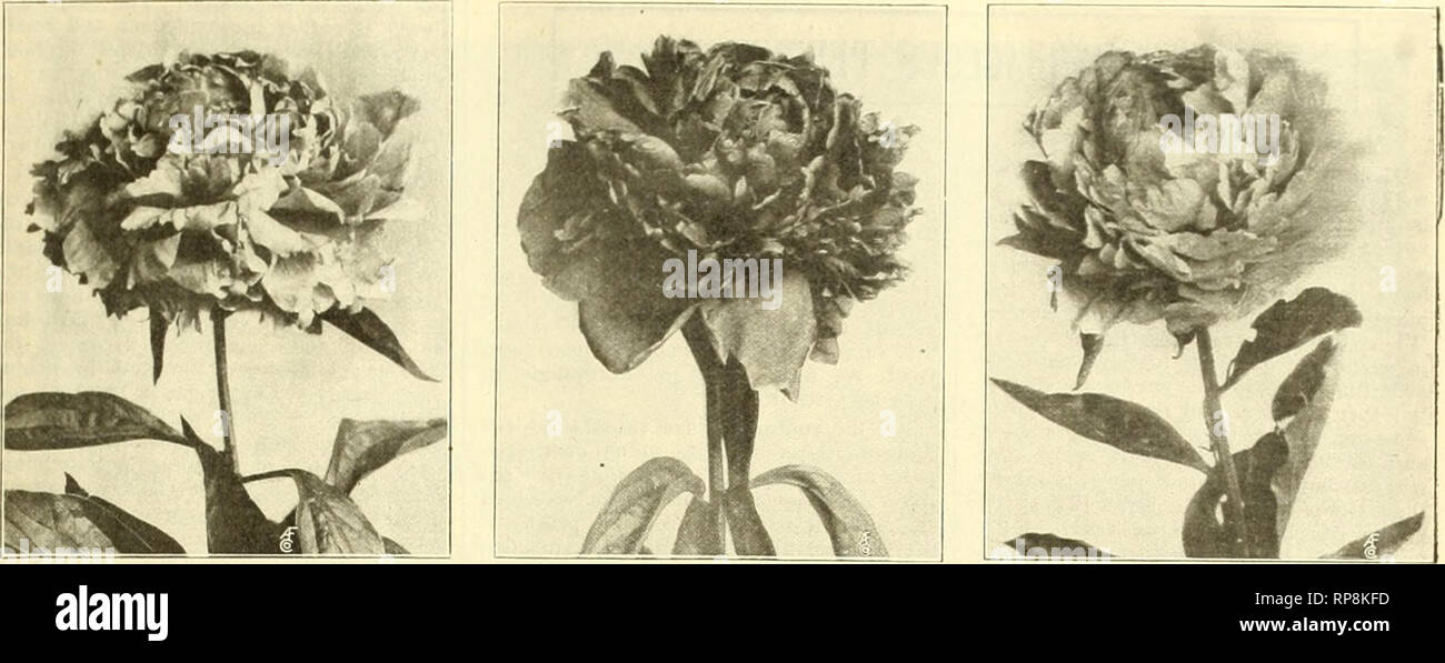 . The American florist : a weekly journal for the trade. Floriculture; Florists. igoS. The American Florist. 49. Jules Calot. Felix Crousse. Dorchester. SOME FAVORITE PEONIES AT VAUGHANS NURSERIES, 'WESTERN SPRINGS, ILL. The Modern Gladiolus. CULTURAL INSTRUCTIONS. The questions of climate and season for planting in all countries must be deter- mined by existing local conditions, as no rigid rule can be laid down that could be followed inflexibly in various alti- tudes, with local peculiarities of soil and natural drainage conditions existing in all parts of the world, and often these di- vers Stock Photo
