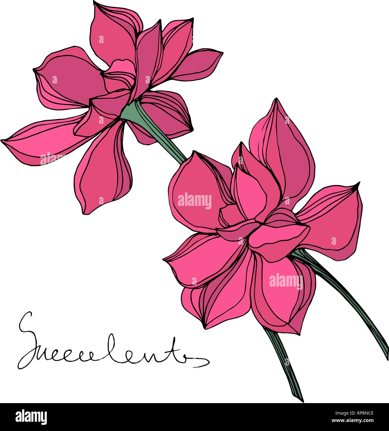 Vector Jungle botanical succulent flower. Engraved ink art illustration