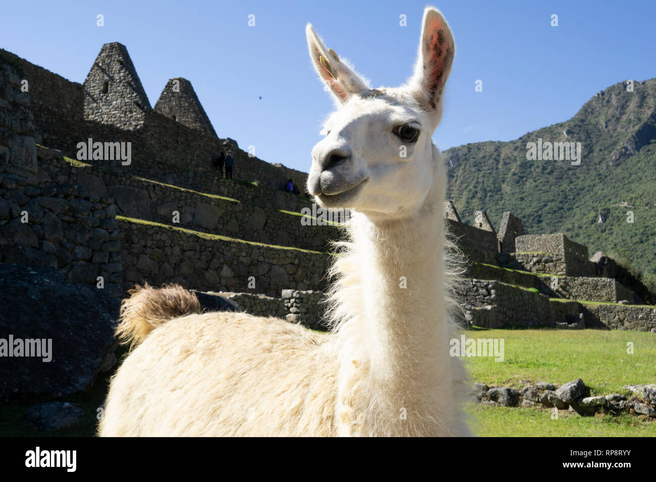 Llama in front of ancient Incan ruins in Macchu Pichu, Peru. Stock Photo