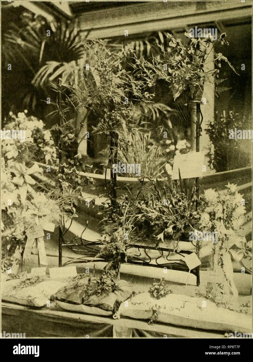 . The American florist : a weekly journal for the trade. Floriculture; Florists. 1T2 The American Florist. Sept. I, ally safe to have plants shipped by freight. After September 15 Phlox decussata and P. suftruticosacan be planted and a week or two later the heleniums, helianthuses, psonies, rudbeckias, spincas, etc. For August and early September plant- ing we can recommend the following: Achilleas, alyssums, anchusas, anemones, anthemises, aquilegias, armerias, cam- panulas, centaureas, cerastiums, coreop- sises, delphiniums, dianthuses, dicentras, gypsophilas, Helenium Boulanderii.heme- roca Stock Photo