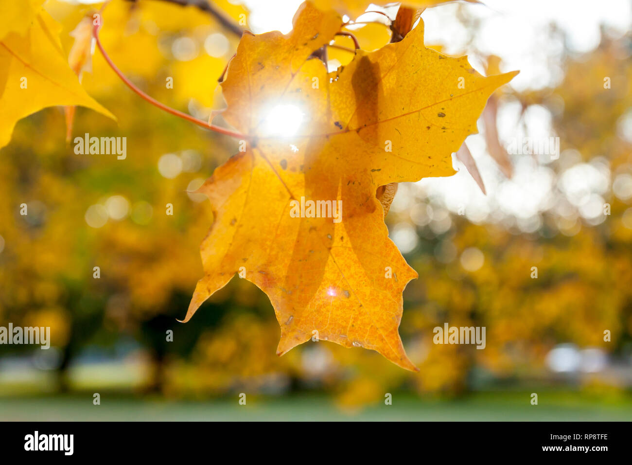Autumn in the park: golden maple tree leaves in the sunlight Stock ...