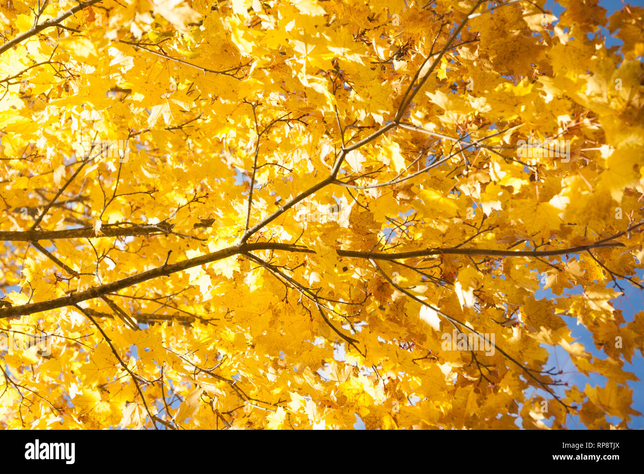 Bright autumn leaves of a maple tree on sky background Stock Photo - Alamy