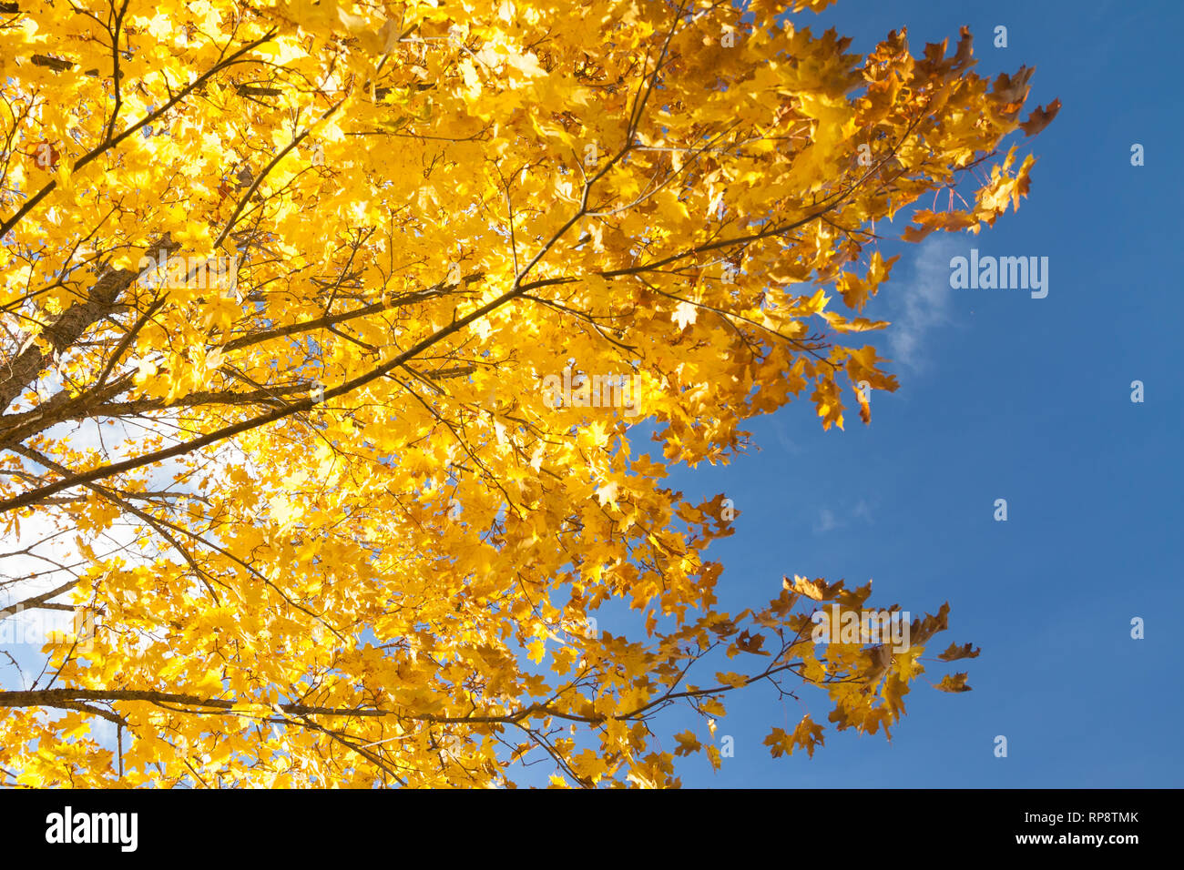 Bright autumn leaves of a maple tree on sky background Stock Photo - Alamy